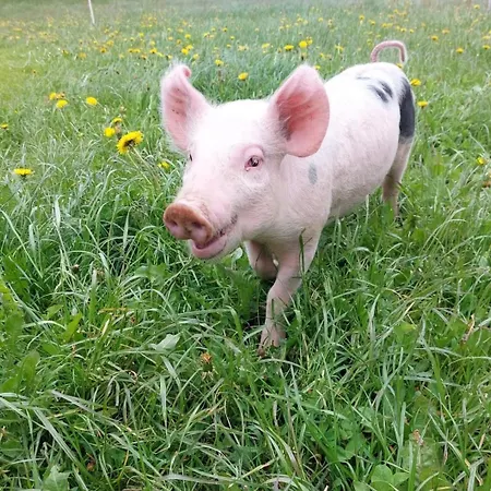 Apartamento Haus Tasser